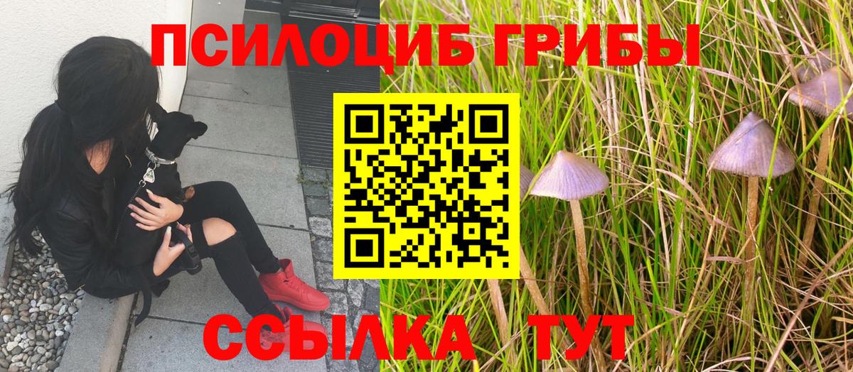 Псилоцибиновые грибы Psilocybe Кондопога